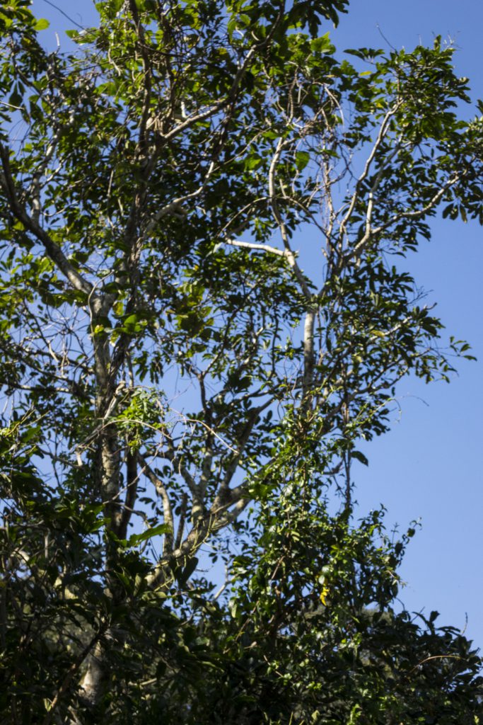 薇甘菊入侵性極強，它能夠沿著樹木、植物表面生長，覆蓋本身植物的葉面，導致原有植物不能進行光合作用而枯萎