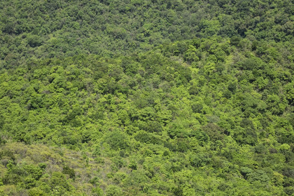 在龜頭嶺山上下望，整片都是綠色山野